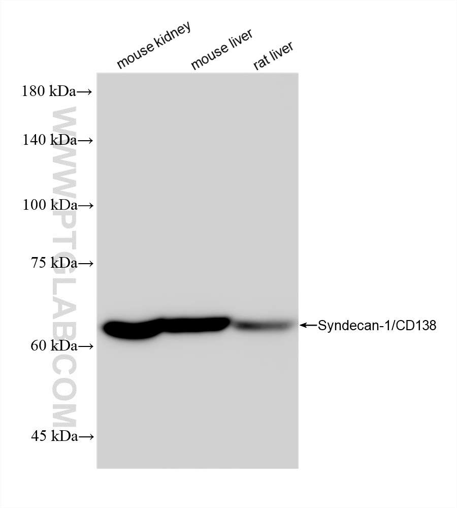 WB analysis using 84069-6-RR