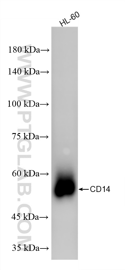 HL-60 cells were subjected to SDS PAGE followed by western blot with 83055-6-RR (CD14 antibody) at dilution of 1:2000 incubated at room temperature for 1.5 hours. WB analysis using 83055-6-RR