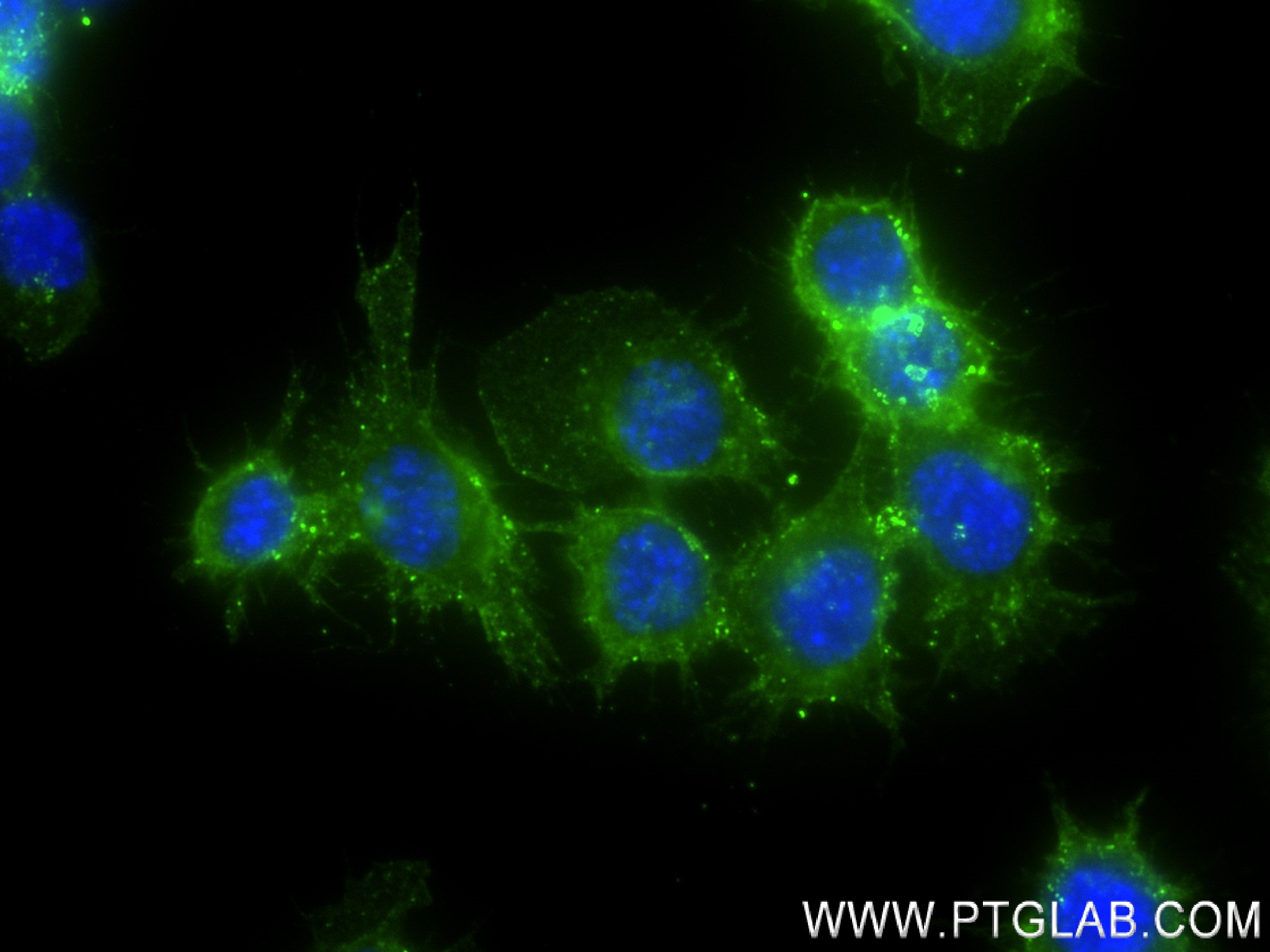 IF Staining of RAW 264.7 using 83297-6-RR