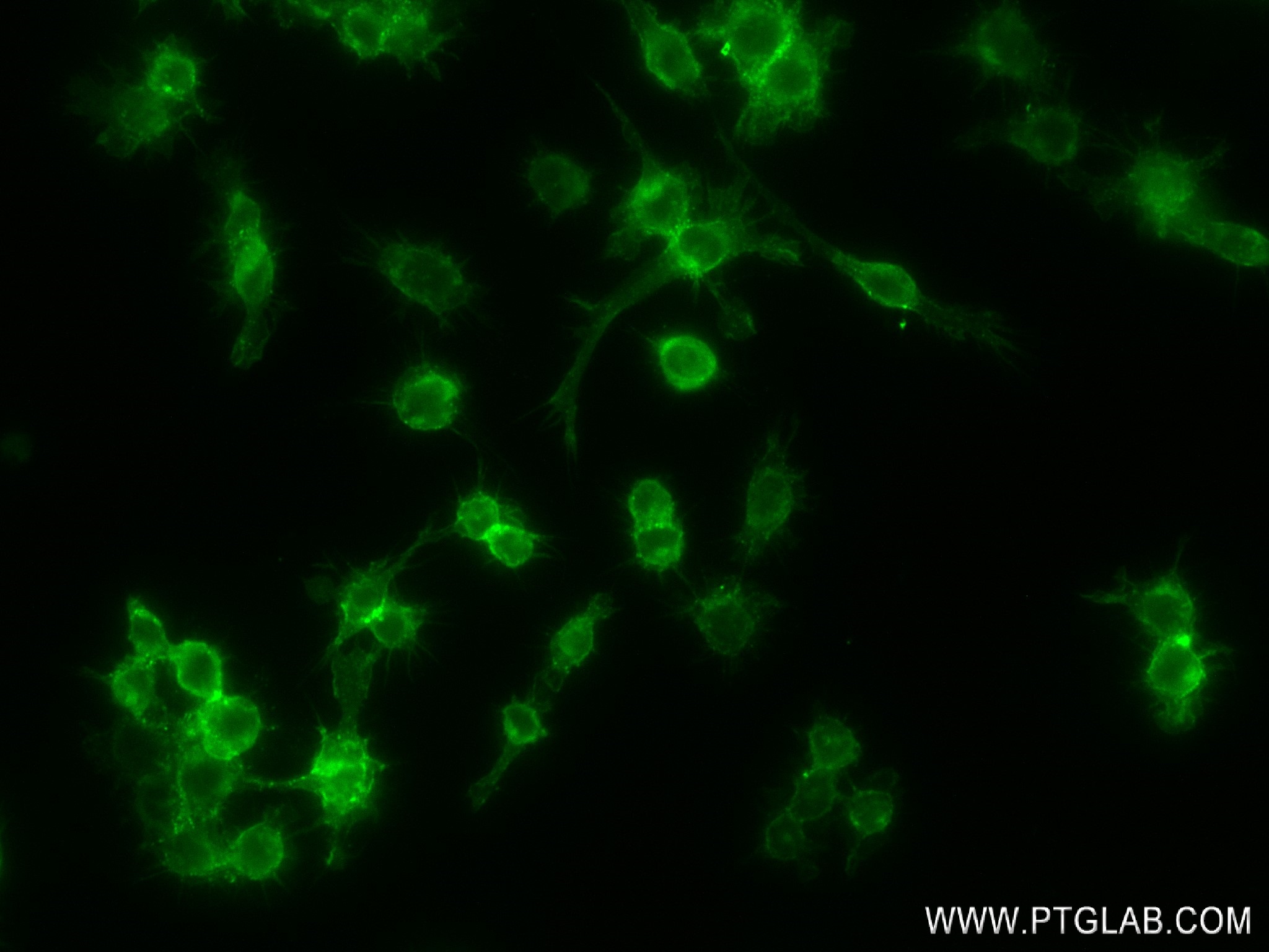 IF Staining of RAW 264.7 using 98020-1-RR