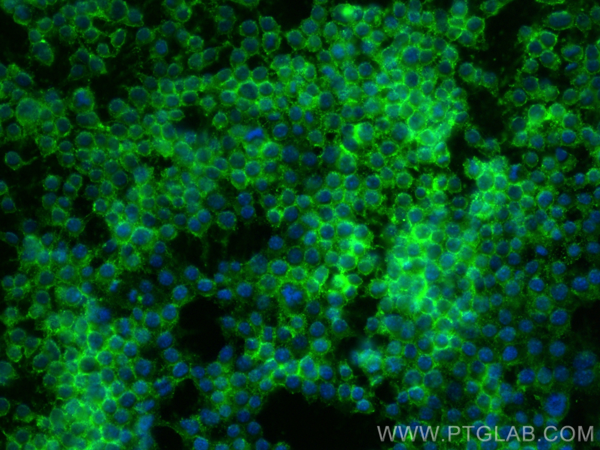 IF Staining of RAW 264.7 using CL488-83297-5