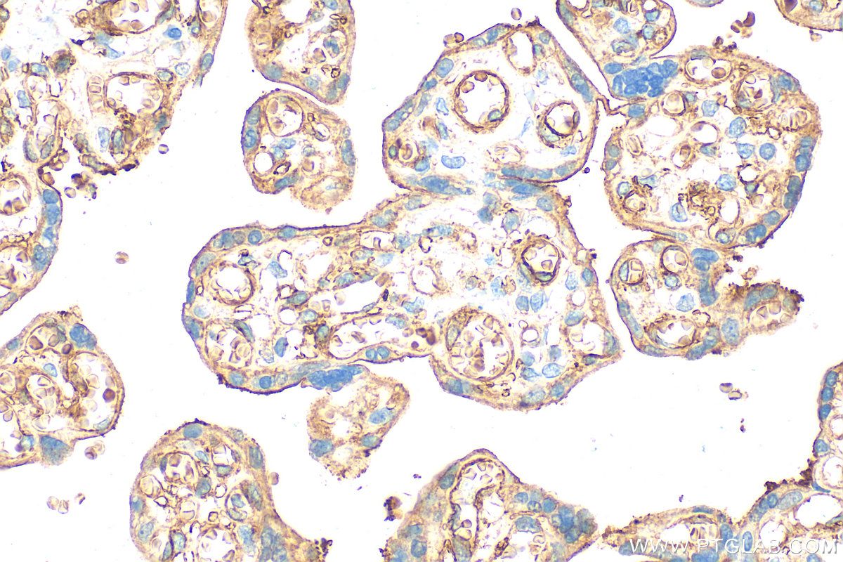 IHC staining of human placenta using 31339-1-AP