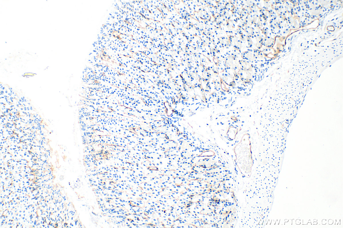 IHC staining of mouse stomach using 84412-3-RR (same clone as 84412-3-PBS)