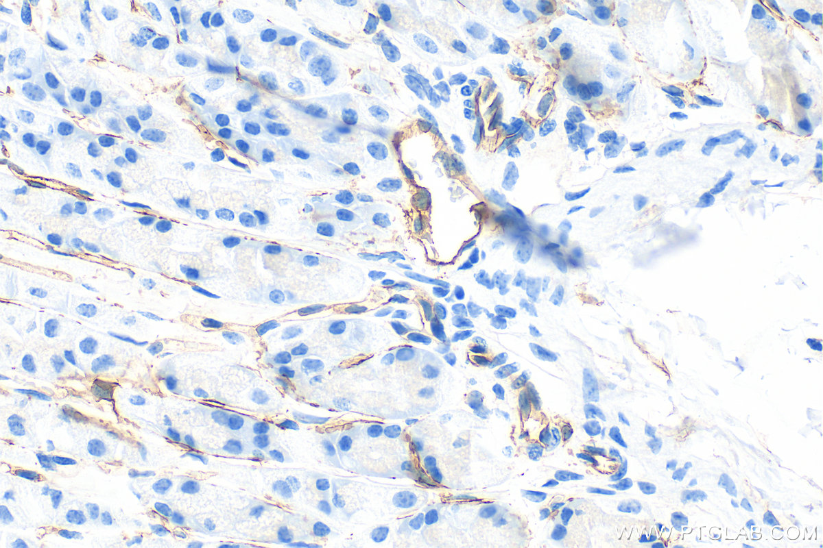 IHC staining of mouse stomach using 84412-3-RR (same clone as 84412-3-PBS)