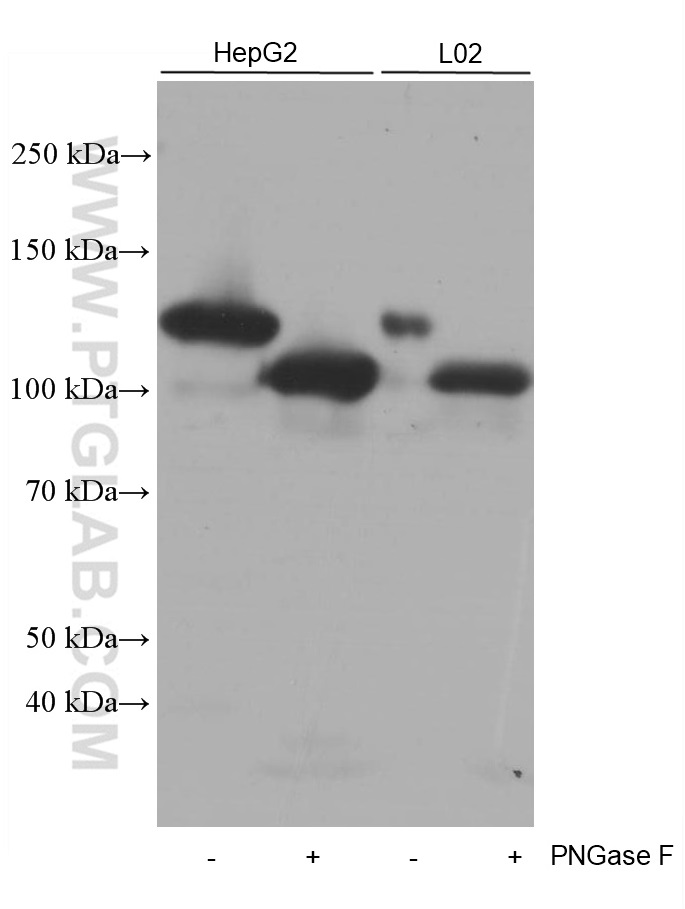 WB analysis of HepG2 using 66153-1-Ig