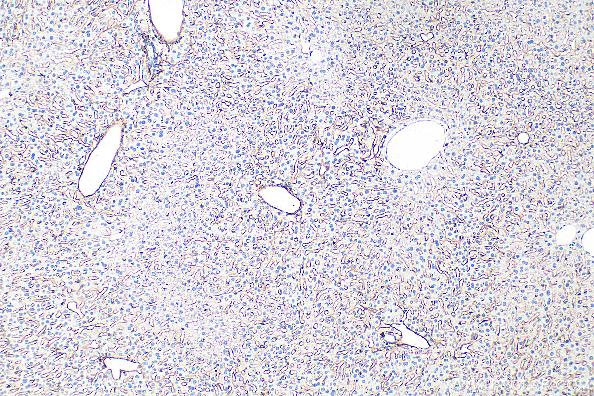 IHC staining of mouse liver using 33091-1-AP