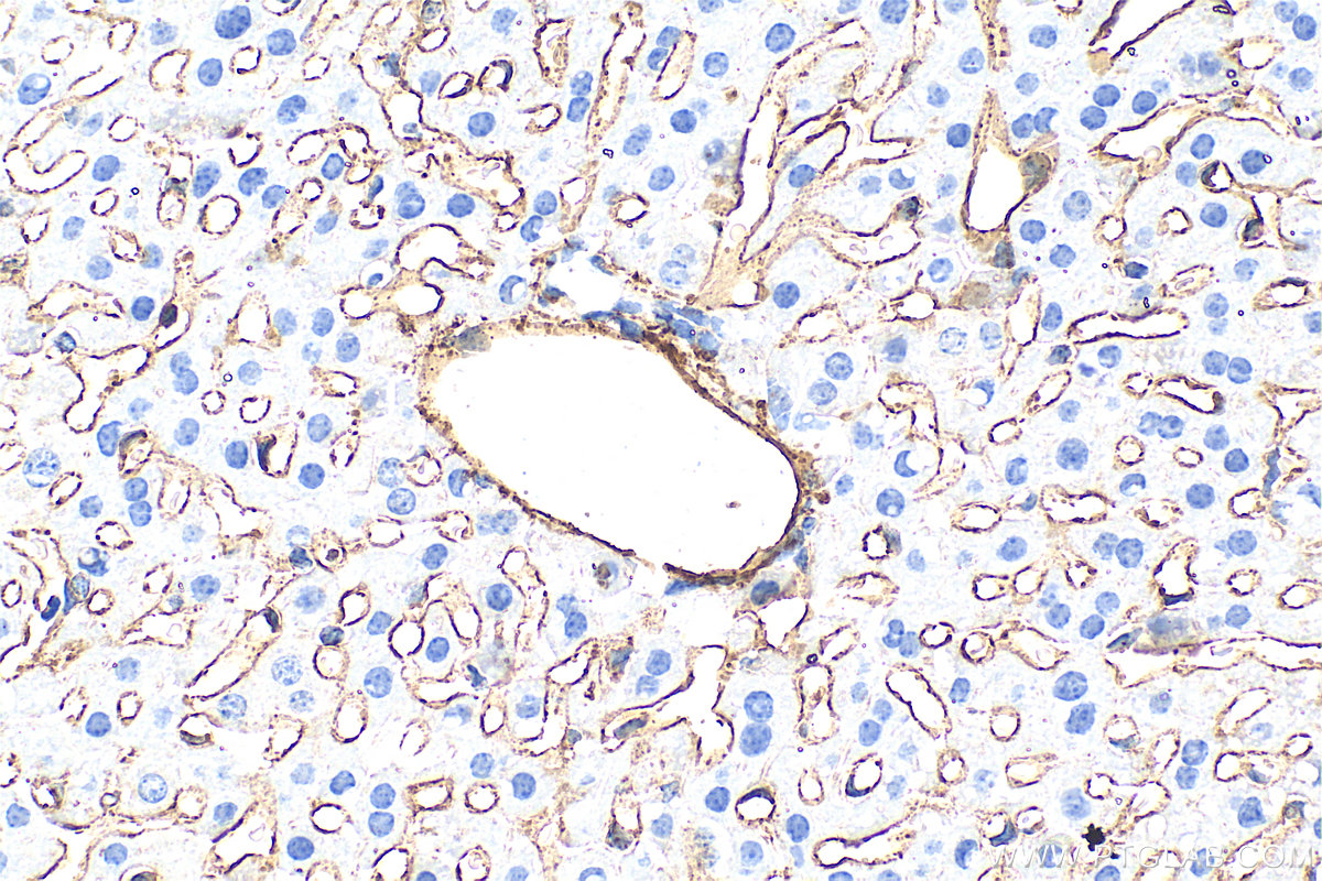 IHC staining of mouse liver using 33091-1-AP