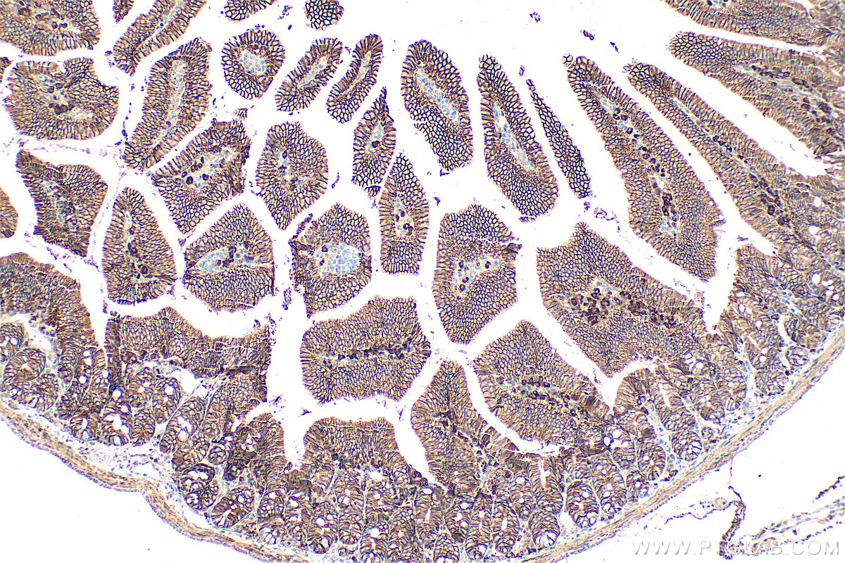 IHC staining of mouse small intestine using 32187-1-AP
