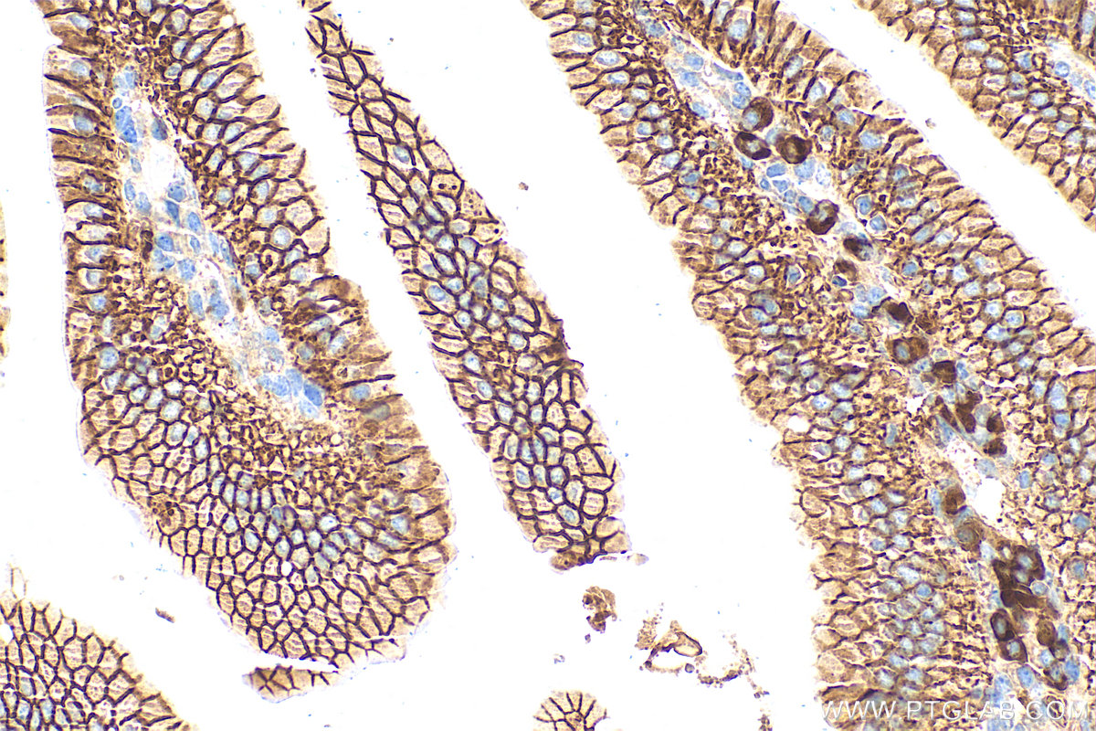 IHC staining of mouse small intestine using 32187-1-AP