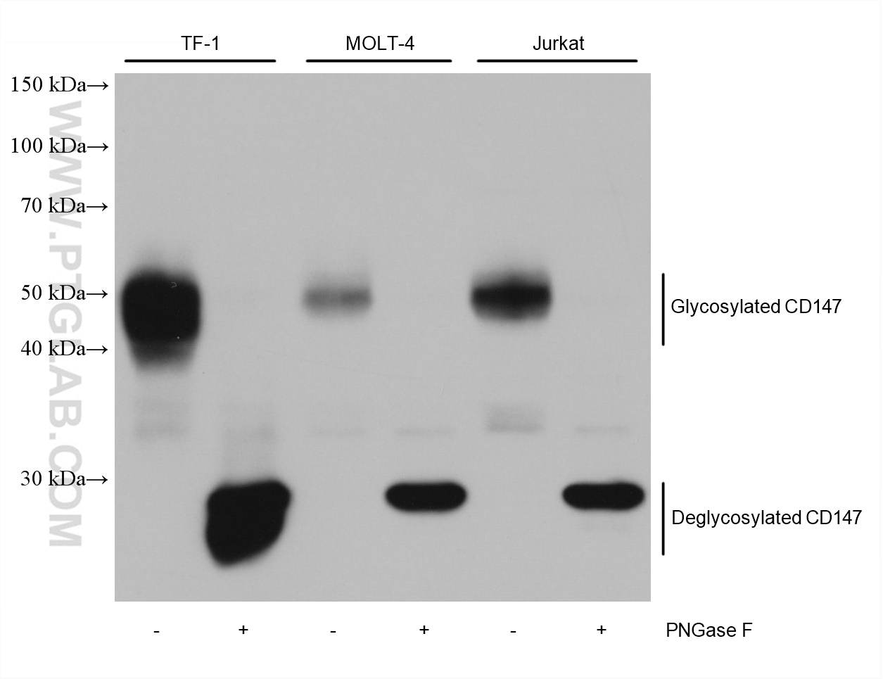 WB analysis using 66443-1-Ig