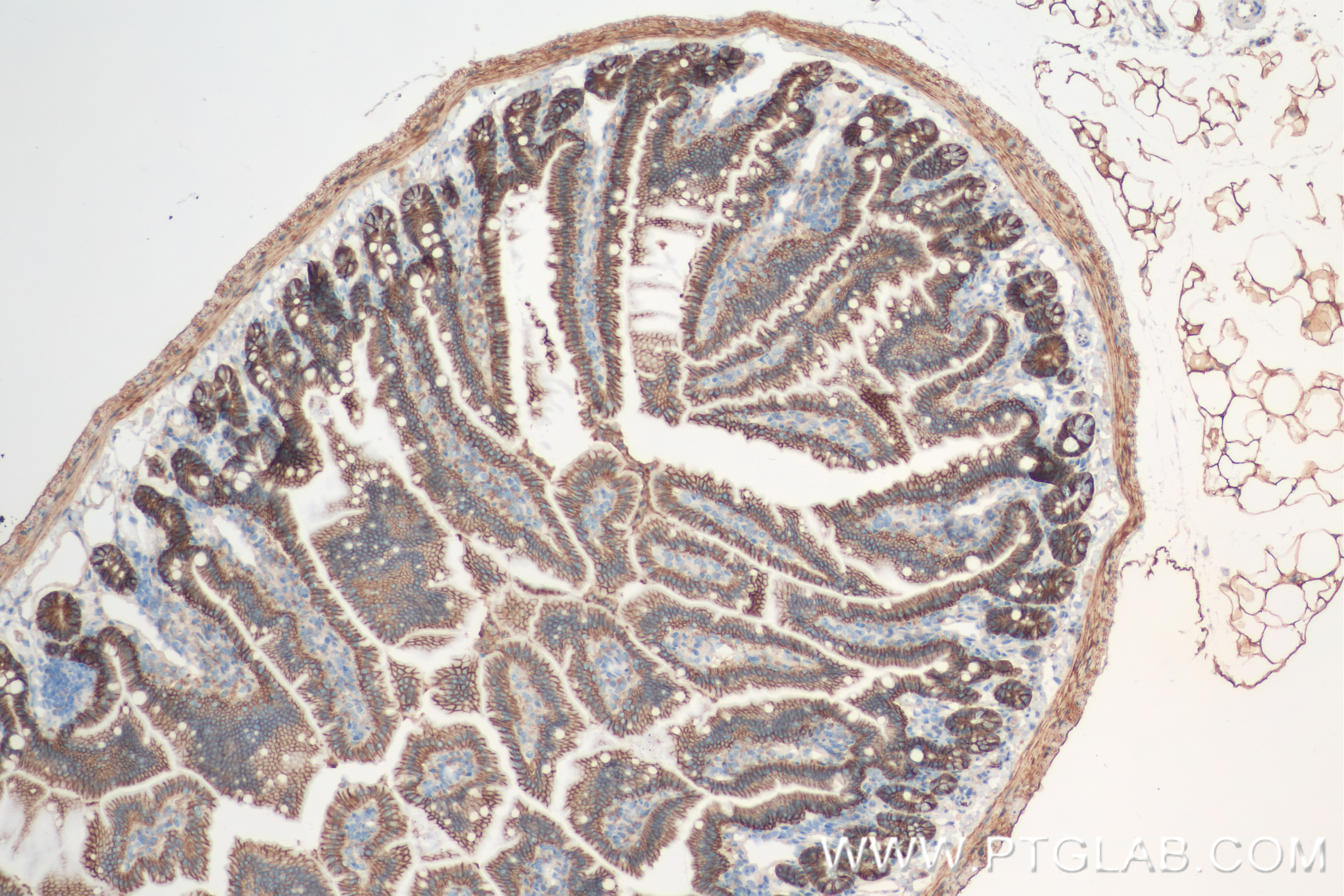 IHC staining of mouse small intestine using 84488-6-RR