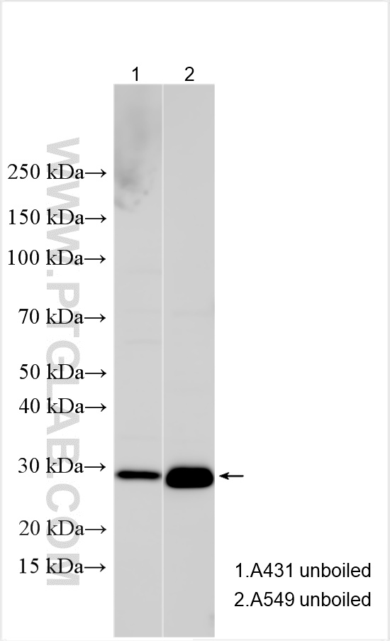 WB analysis using 27816-1-AP