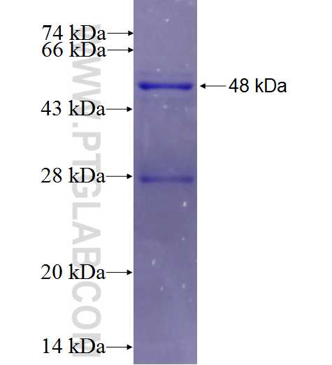 CD151 fusion protein Ag0341 SDS-PAGE