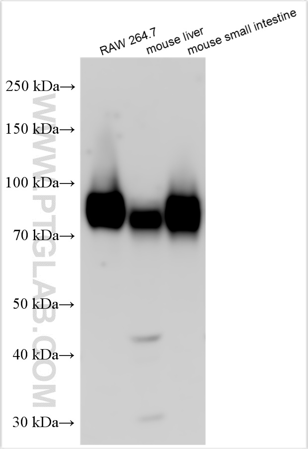 WB analysis using 31447-1-AP