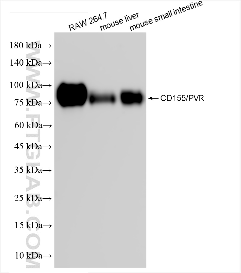 WB analysis using 83724-6-RR (same clone as 83724-6-PBS)