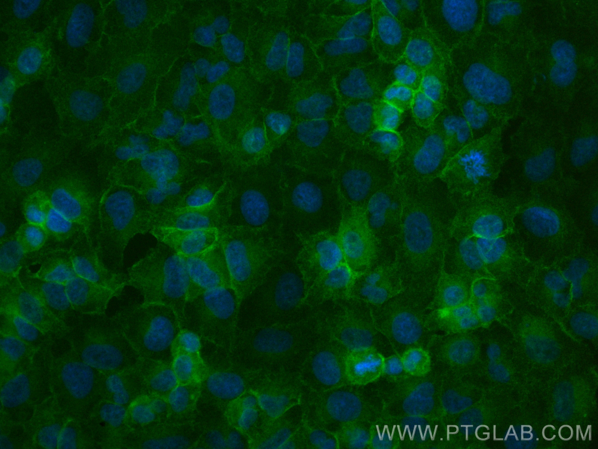 IF Staining of A549 using CL488-84138