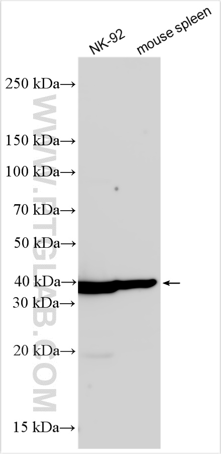 WB analysis using 33010-1-AP