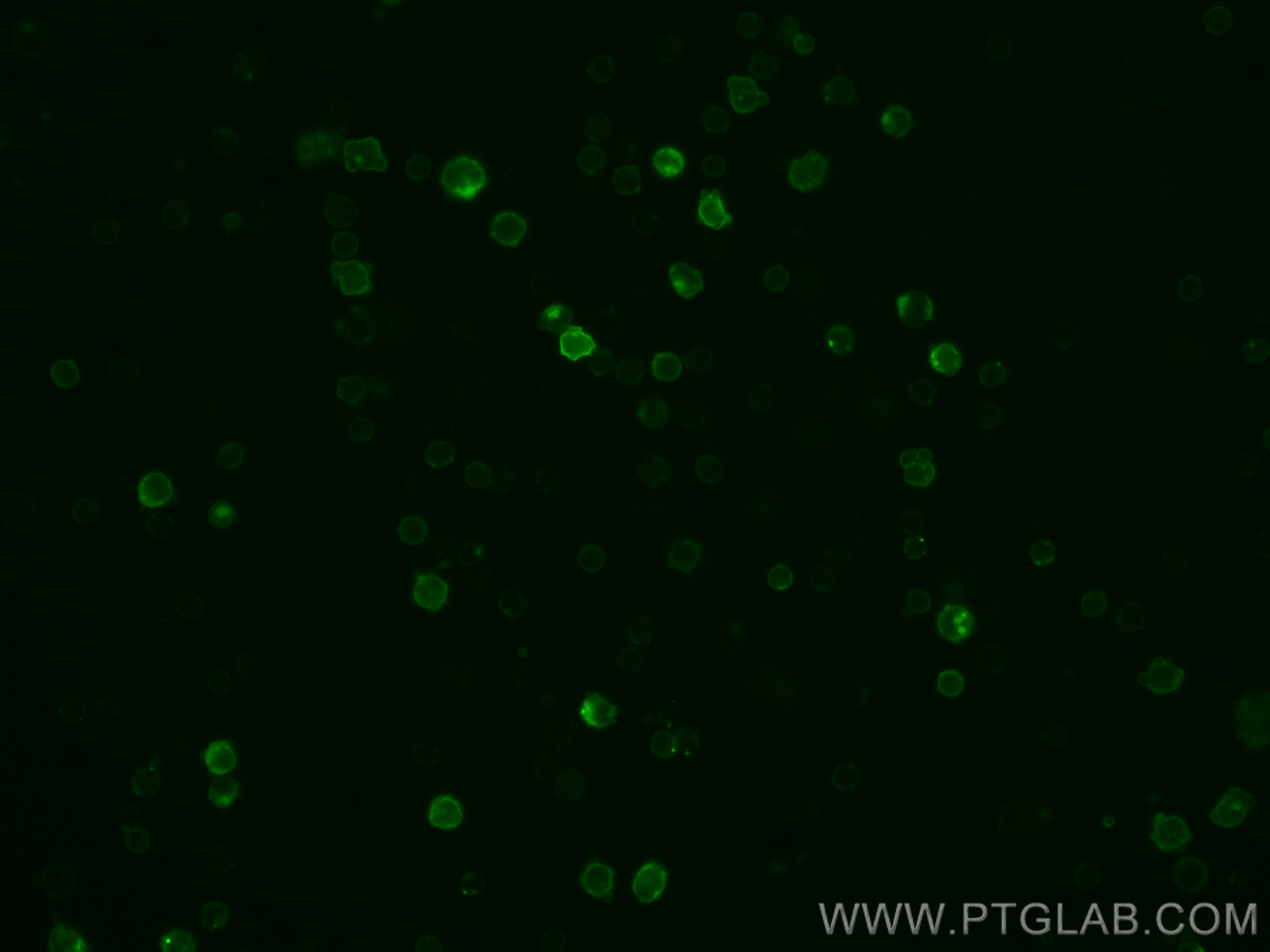 IF Staining of mouse splenocytes using CL488-65057