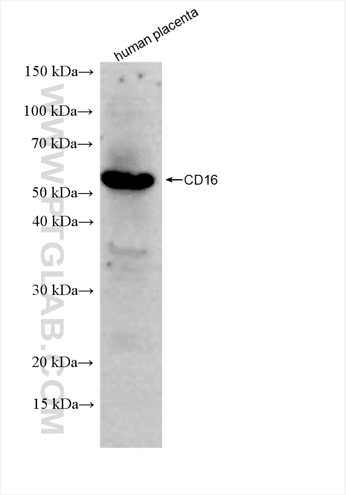 WB analysis of human placenta using 83110-1-RR