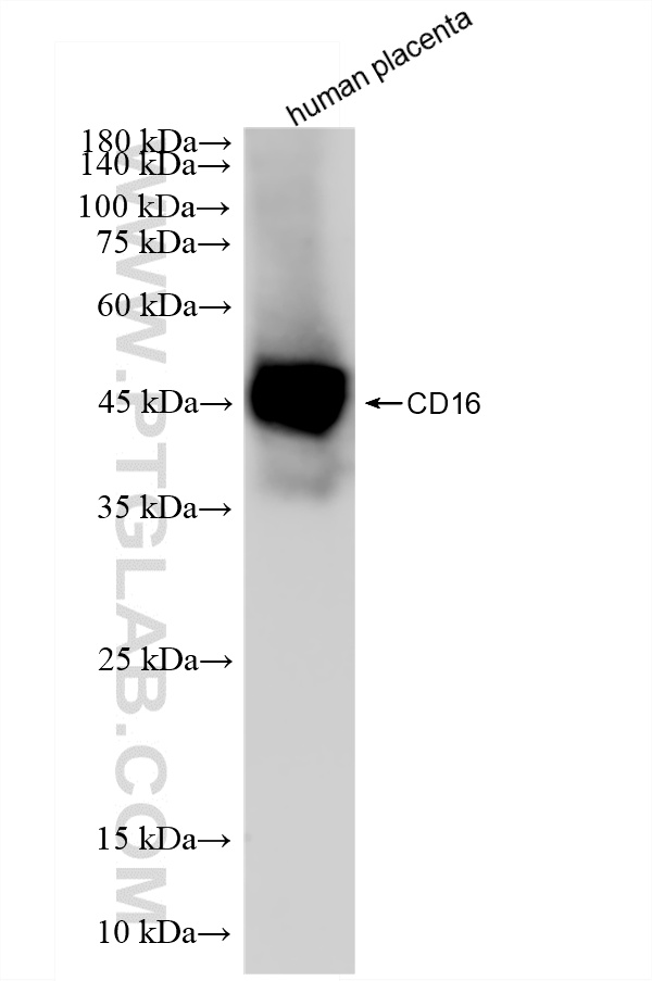 WB analysis of human placenta using 83110-2-RR (same clone as 83110-2-PBS) WB analysis of human placenta using 83110-2-RR (same clone as 83110-2-PBS)