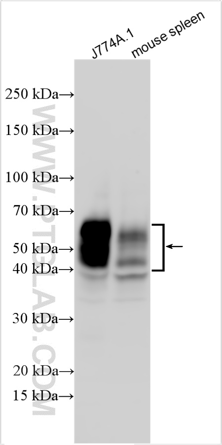 CD16/CD32 antibody (33284-1-AP) | Proteintech | 武汉三鹰生物技术有限公司