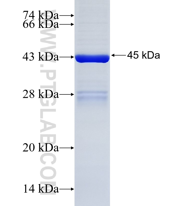 CD160 fusion protein Ag1754 SDS-PAGE