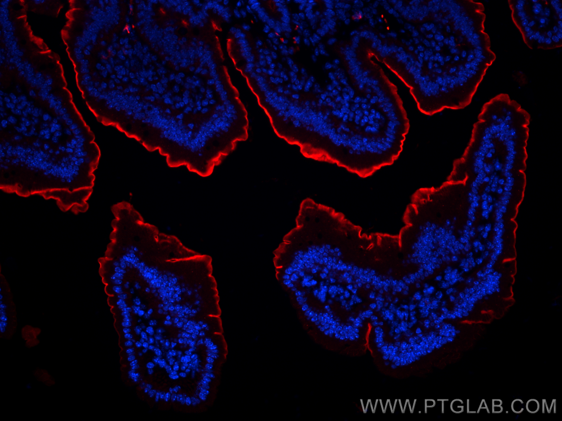IF Staining of mouse small intestine using 83285-4-RR