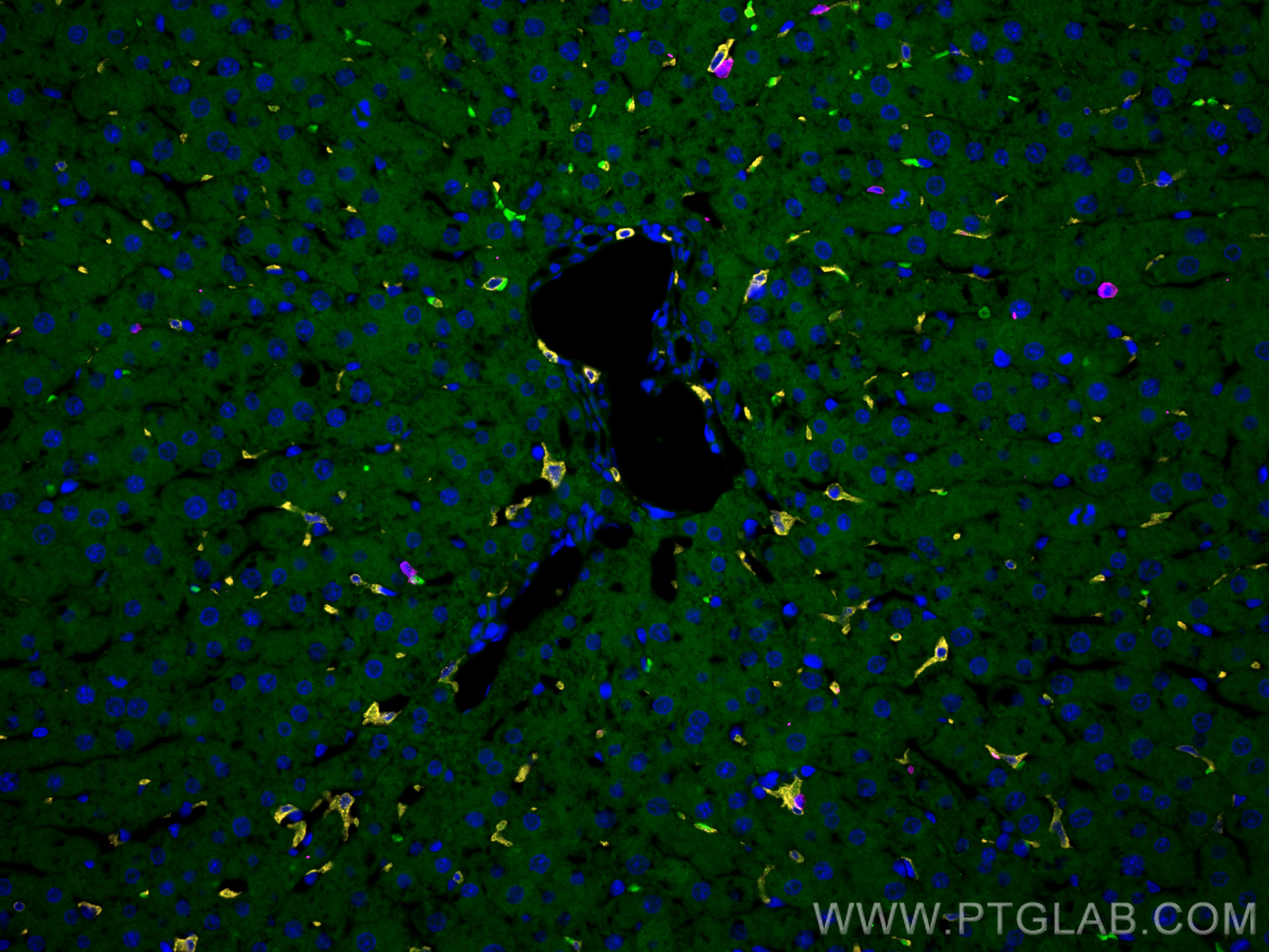 IF Staining of rat liver using 83285-4-RR
