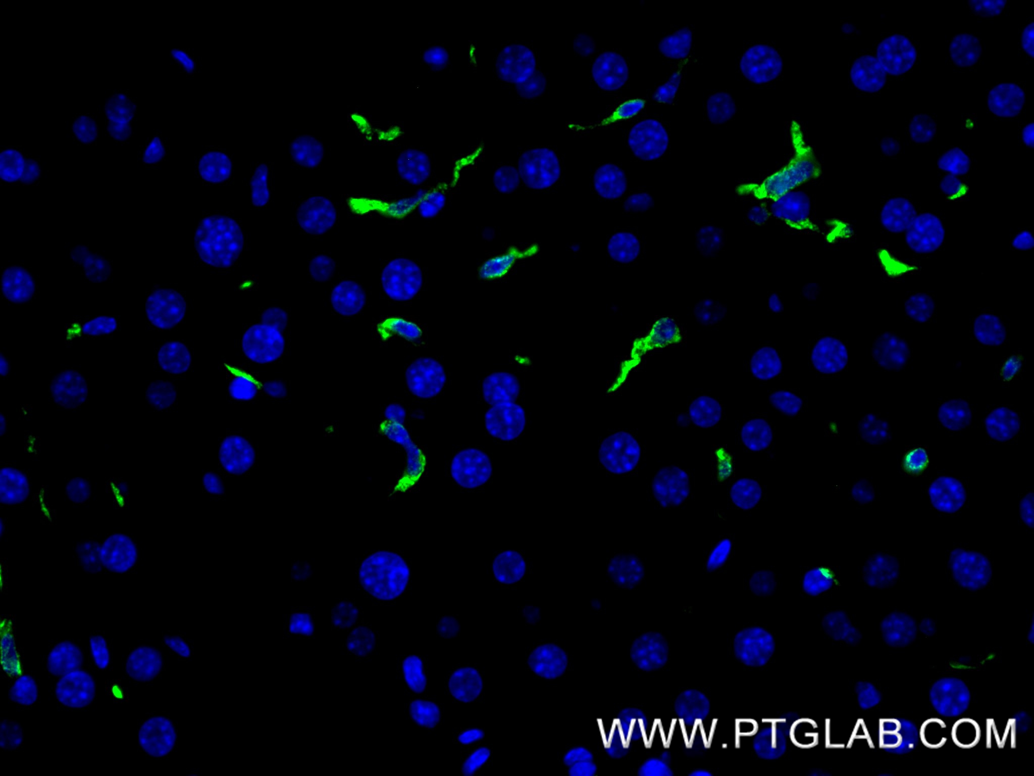 IF Staining of mouse liver using 83285-4-RR