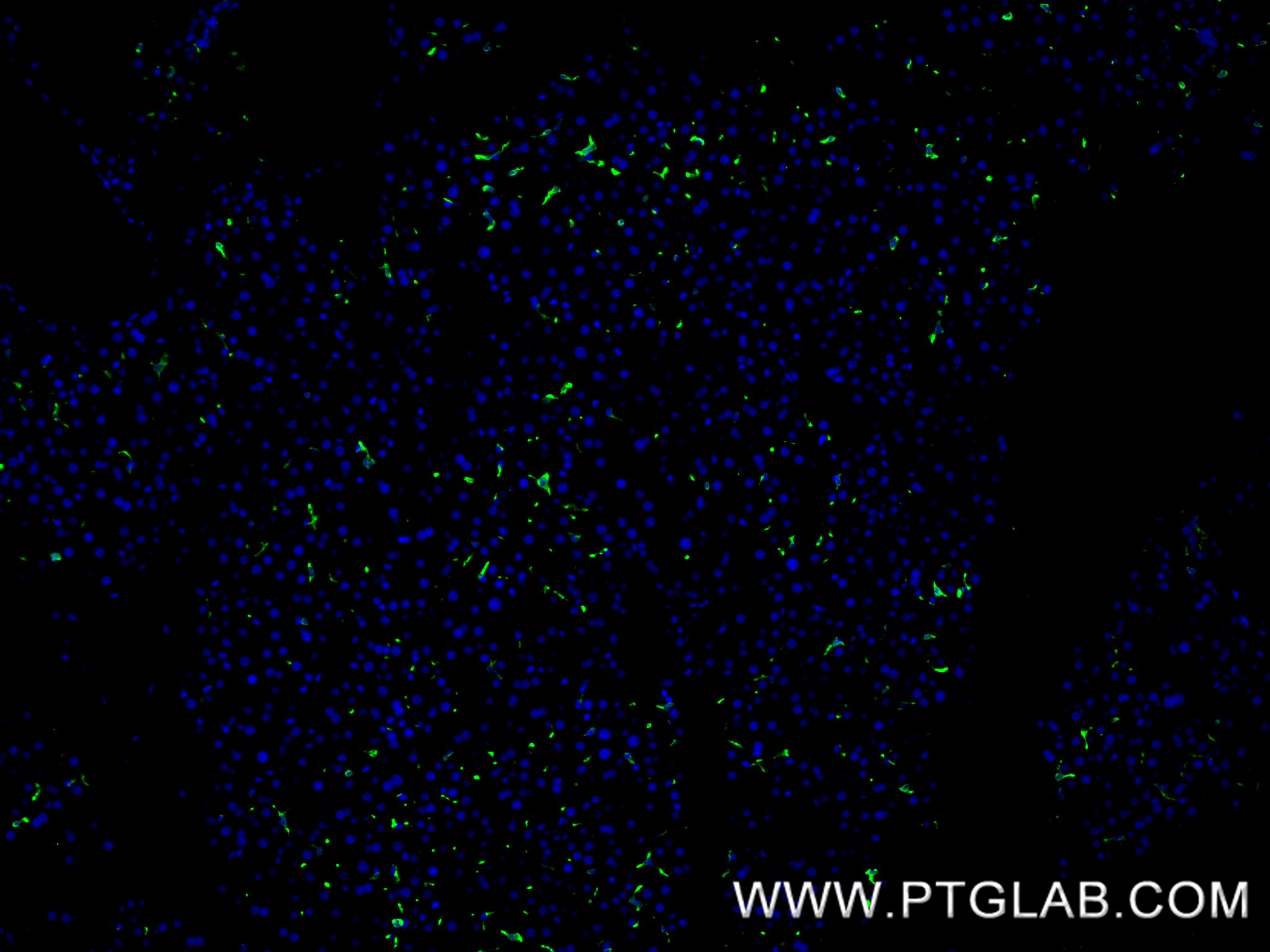 IF Staining of mouse liver using 83285-4-RR