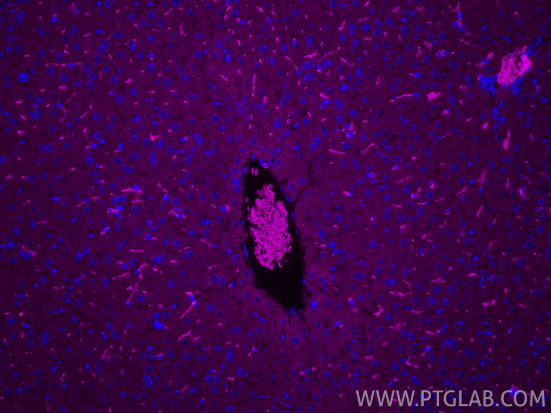 IF Staining of mouse liver using APC-31024 IF Staining of mouse liver using APC-31024