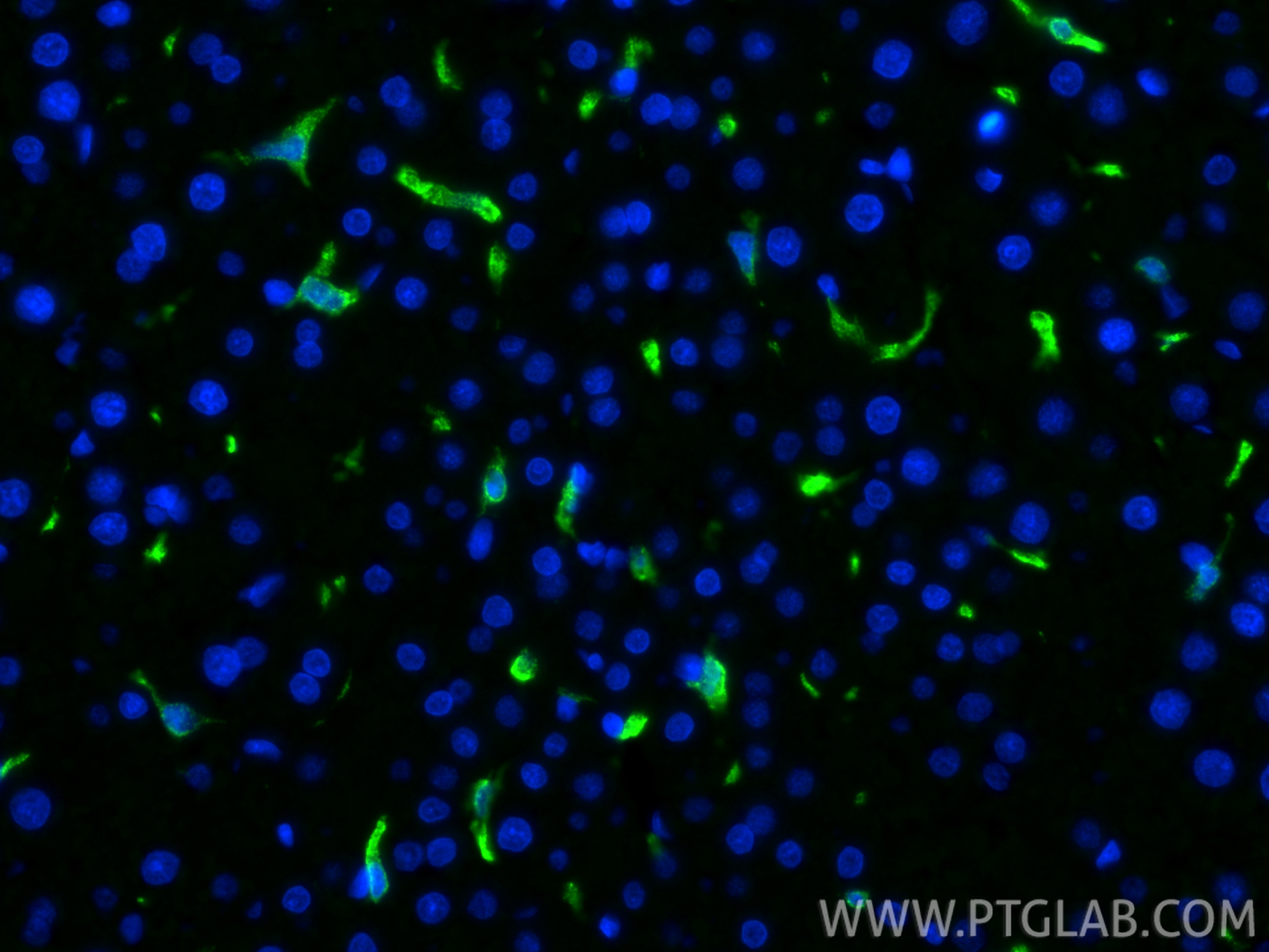 IF Staining of rat liver using CL488-83285-4