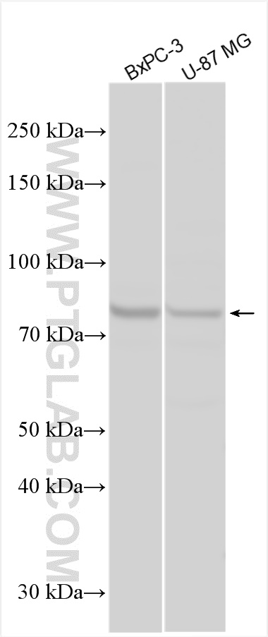 WB analysis using 12083-2-AP