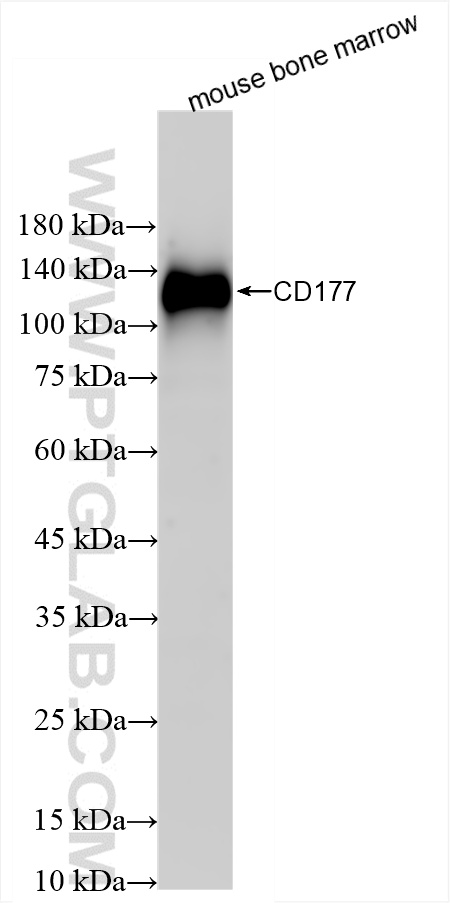WB analysis of mouse bone marrow using 86454-1-RR