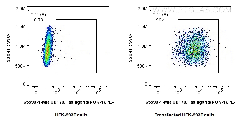FC experiment of Transfected HEK-293T using 65598-1-MR (same clone as 65598-1-PBS)