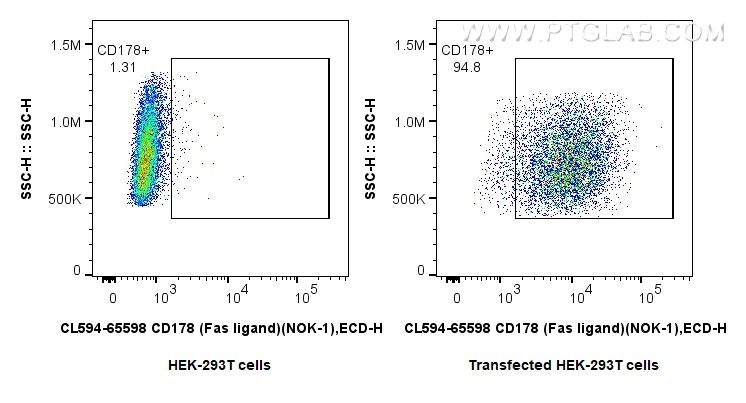 1x10^6 HEK-293T cells or CD178 transfected HEK-293T cells were surface stained with 0.25 ug CoraLite®594 Anti-Human CD178 (Fas ligand) (NOK-1) Mouse IgG2a RecAb (CL594-65598, Clone:NOK-1). Cells were not fixed. FC experiment of Transfected HEK-293T using CL594-65598