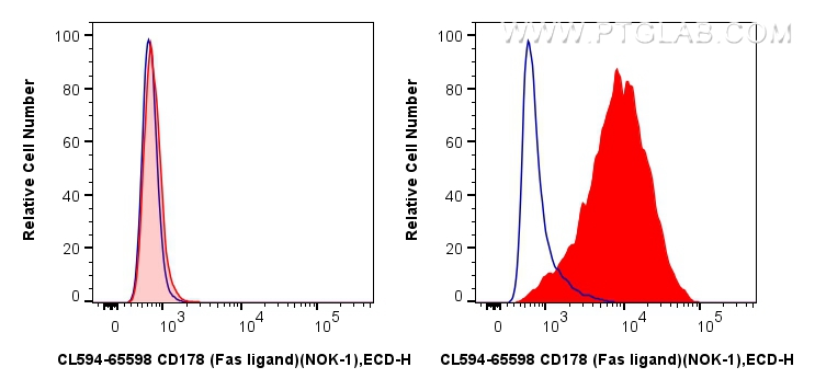 1x10^6 HEK-293T cells (left) or CD178 transfected HEK-293T cells (right) were surface stained with 0.25 ug CoraLite®594 Anti-Human CD178 (Fas ligand) (NOK-1) Mouse IgG2a RecAb (CL594-65598, Clone: NOK-1) (red) or 0.25 ug CoraLite®594 Mouse IgG2a Isotype Control (C1.18.4) (<a class='green' href='/productredirect?CatalogNo=CL594-65208' target='_blank'>CL594-65208</a>, Clone: C1.18.4) (blue). Cells were not fixed. FC experiment of Transfected HEK-293T using CL594-65598