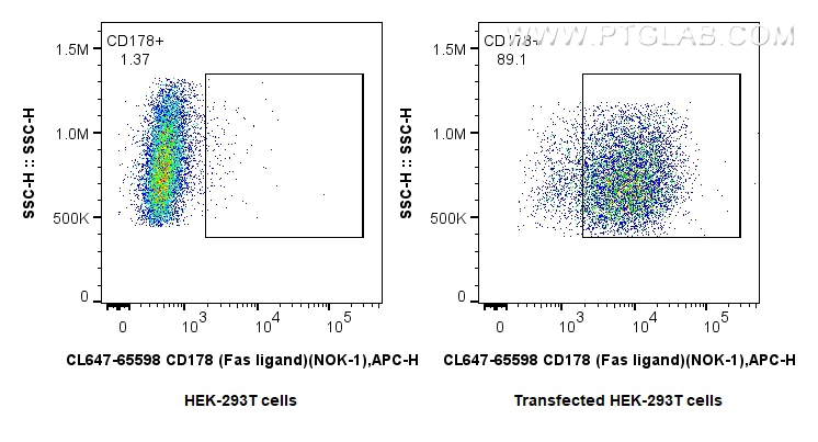 1x10^6 HEK-293T cells or CD178 transfected HEK-293T cells were surface stained with 0.25 ug CoraLite® Plus 647 Anti-Human CD178 (Fas ligand) (NOK-1) Mouse IgG2a RecAb (CL647-65598, Clone: NOK-1). Cells were not fixed. FC experiment of Transfected HEK-293T using CL647-65598