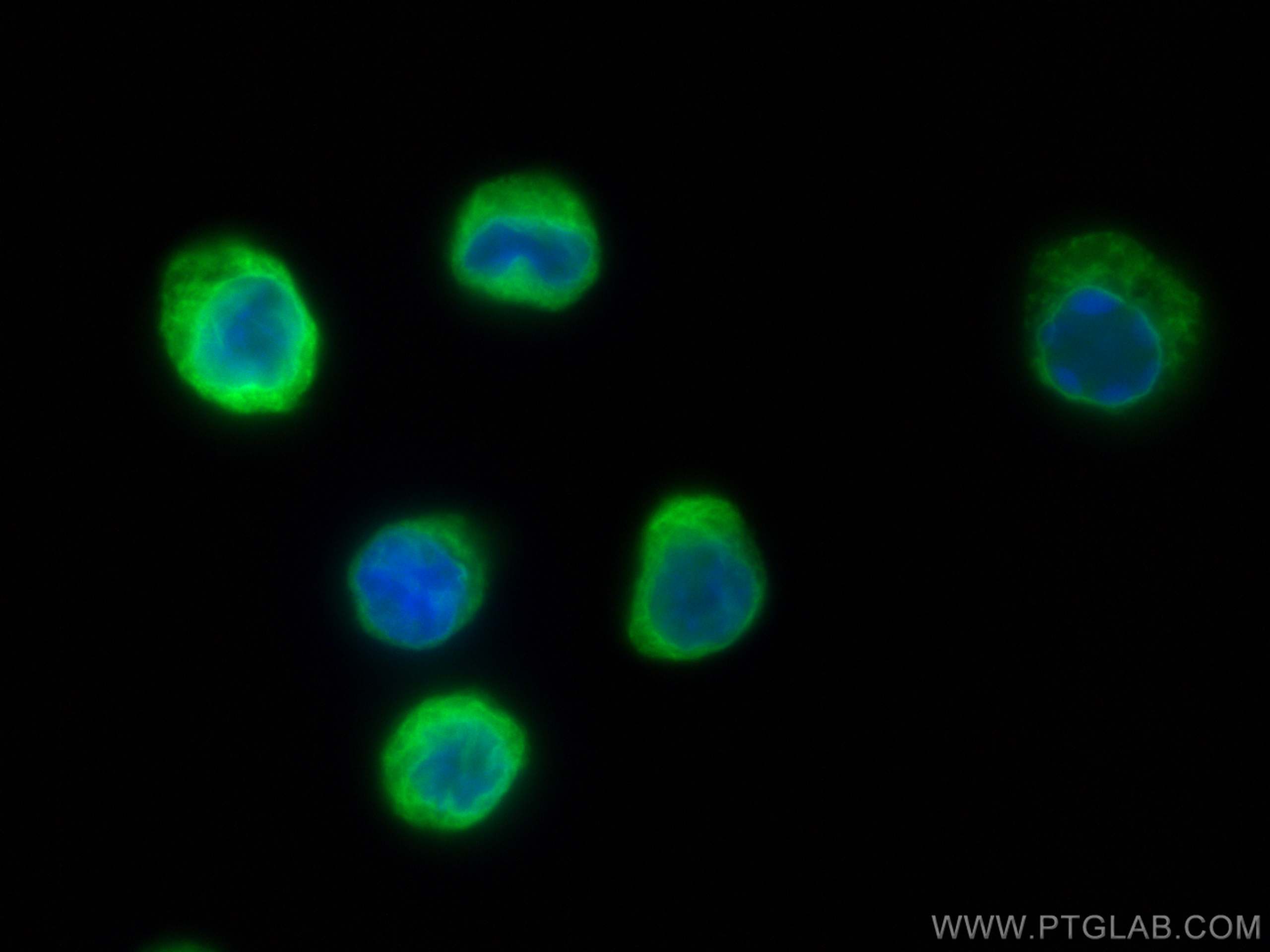 IF Staining of THP-1 using 10554-1-AP