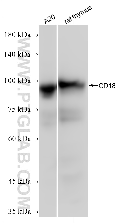 WB analysis using 87481-1-RR (same clone as 87481-1-PBS) WB analysis using 87481-1-RR (same clone as 87481-1-PBS)