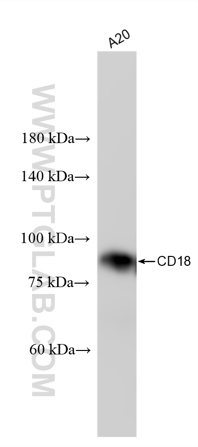WB analysis of A20 using 87481-1-RR WB analysis of A20 using 87481-1-RR