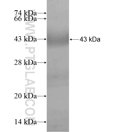 CD180 fusion protein Ag19810 SDS-PAGE