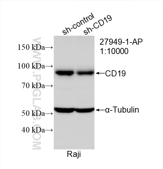 WB analysis of Raji using 27949-1-AP