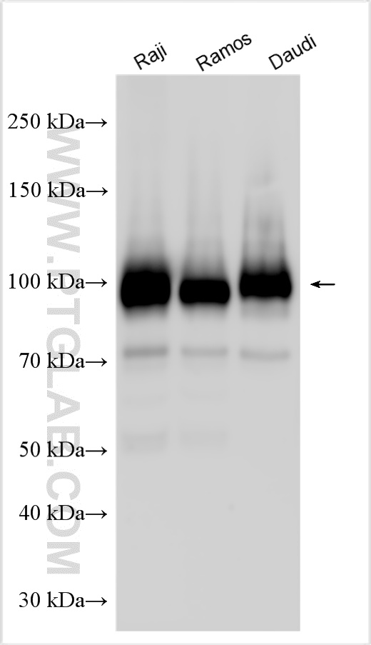 WB analysis using 27949-1-AP