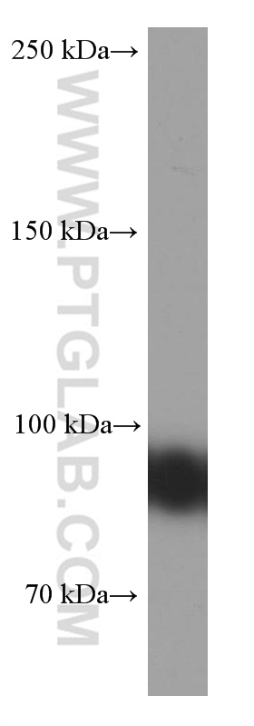 WB analysis of Raji using 66298-1-Ig