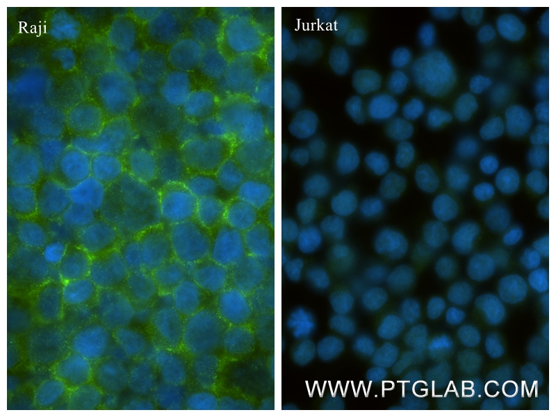 IF Staining of Raji using 86116-1-RR IF Staining of Raji using 86116-1-RR