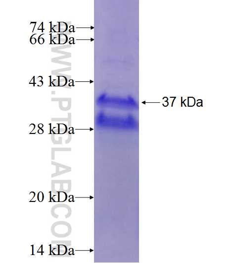 CD19 fusion protein Ag27656 SDS-PAGE