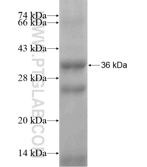 CD19 fusion protein Ag19945 SDS-PAGE