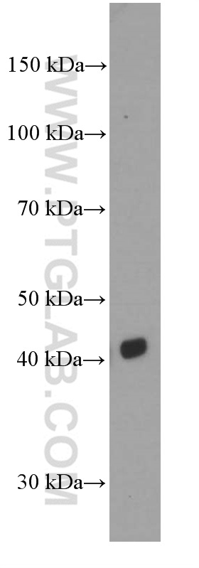 WB analysis of human testis using 66257-1-Ig