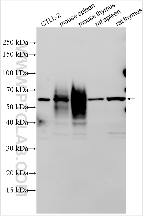 WB analysis using 31947-1-AP